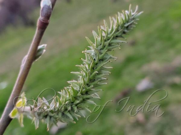 Persian Willow